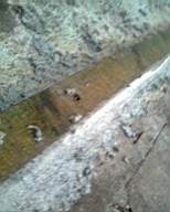 shannonbridge cap-1567.jpg